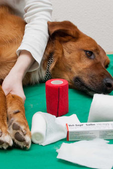 Anlegen eines Pfotenverbandes beim Hund