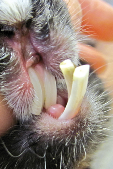 Kaninchen mit einer Zahnfehlstellung der Schneidezähne