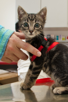 Der kleine Kater kommt zu seiner ersten Impfung