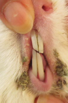 Beim Meerschweinchen sind schief abgekaute Schneidezähne ein Zeichen für eine Zahnerkrankung