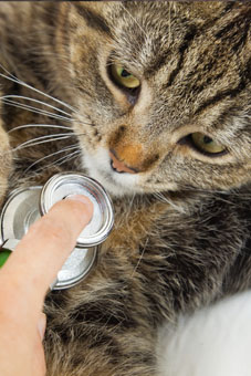 Herzuntersuchung einer Katze vor der Narkose