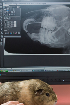 Kopfröntgen beim Heimtier zur Diagnose von Zahnproblemen der Backenzähne