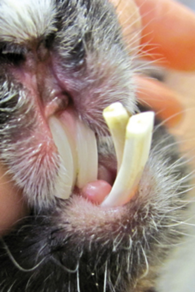 Meerschweinchen nachwachsen können zähne Zahnpflege bei