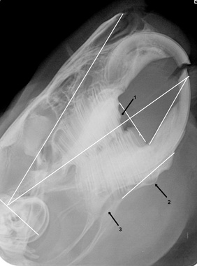 Kopfröntgenbild eines zahnkranken Meerscheinchens mit eingezeichneten Referenzlinien nach Böhmer/Crossley.