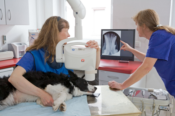 Die Tierärztinnen besprechen das Zahnröntgenbild eines Hundes